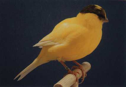 Positur-Kanarienvogel, Border gelb, gescheckt, intensiv