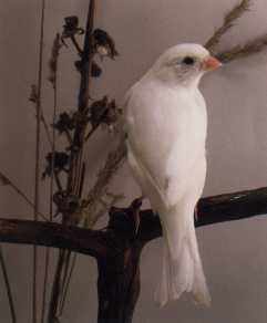 Weißer Kanarienvogel